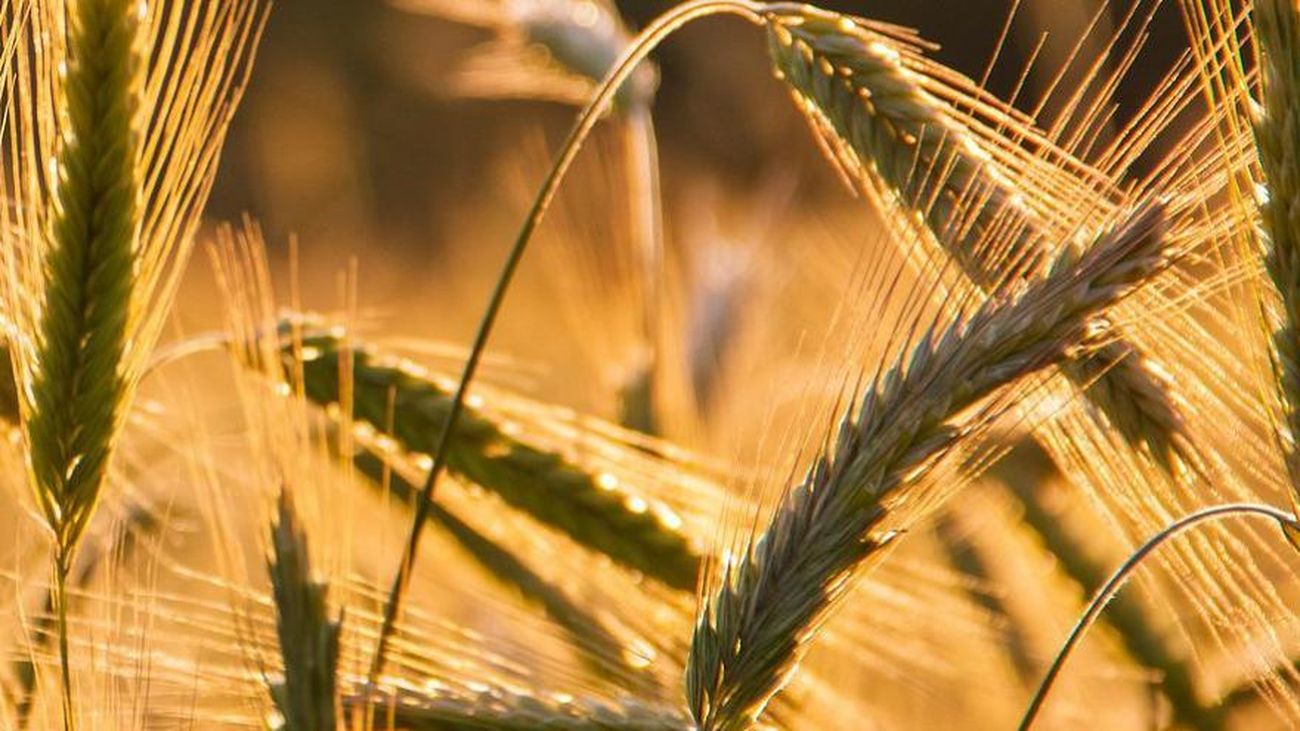 Madrid destina más de 470.000 euros para fomentar la investigación agraria, alimentaria y medioambiental