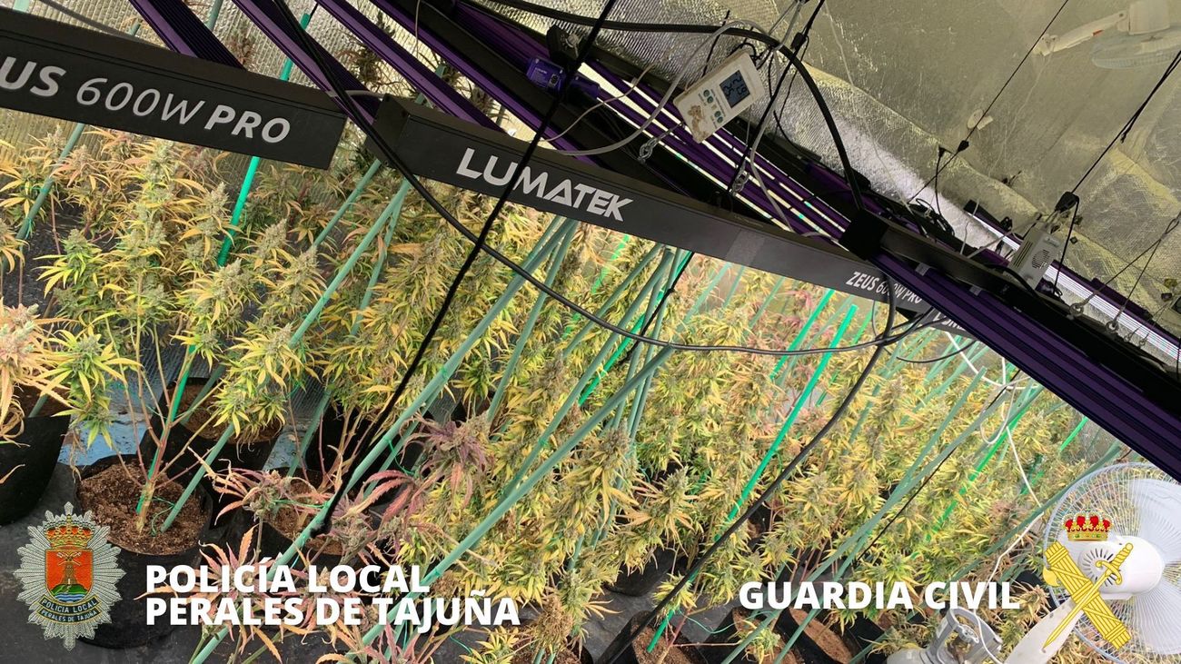 Plantación de marihuana en un garaje de Perales de Tajuña