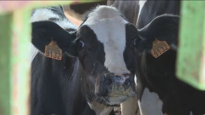 Las granjas de vacas en Madrid, ¿en peligro de extinción?