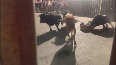 Grave cogida en los encierros de El Álamo, con un joven operado de urgencia