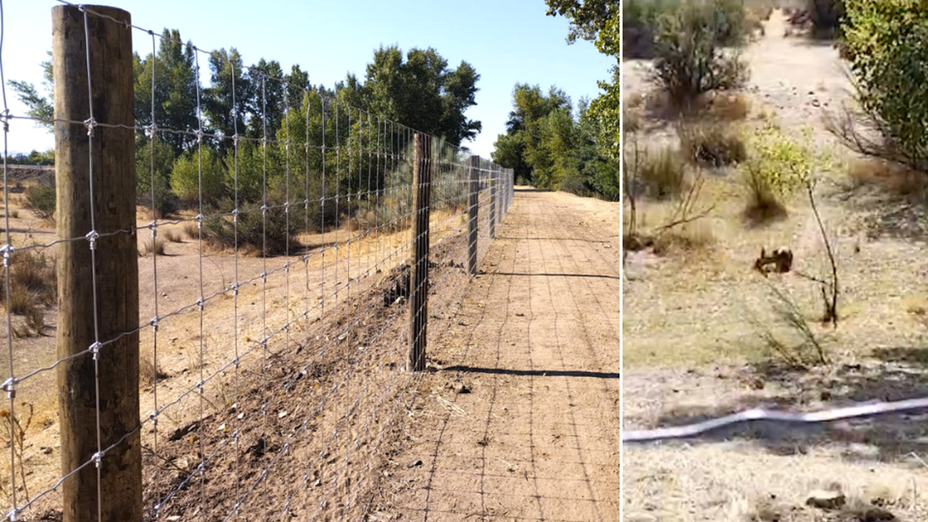 Una plantación de pistachos en Valdetorres de Jarama amenaza a la biodiversidad de la zona