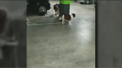 Deja a sus perros atados en el garaje y se va a trabajar