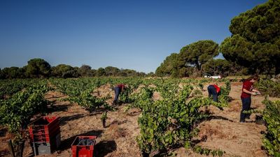 La sequía y las altas temperaturas están provocando grandes pérdidas en la agricultura