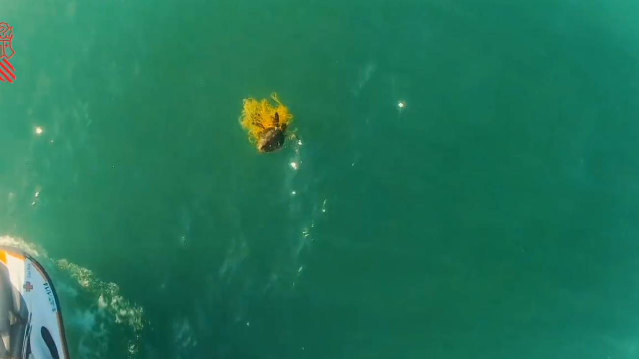 Un dron rescata en Alicante a una tortuga marina en peligro de extinción