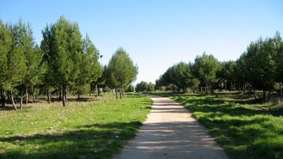 Detenido el presunto autor de un incendio en el parque de El Cerro de Coslada