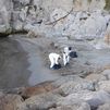 Llegan restos del vertido del buque varado en Gibraltar a una playa del Peñón