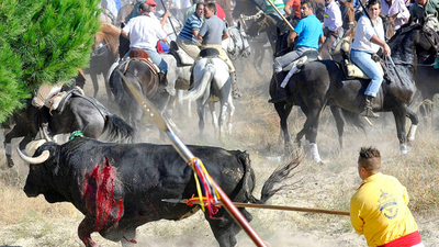 El Gobierno solicita a la Fiscalía paralizar el torneo del Toro de la Vega en Tordesillas