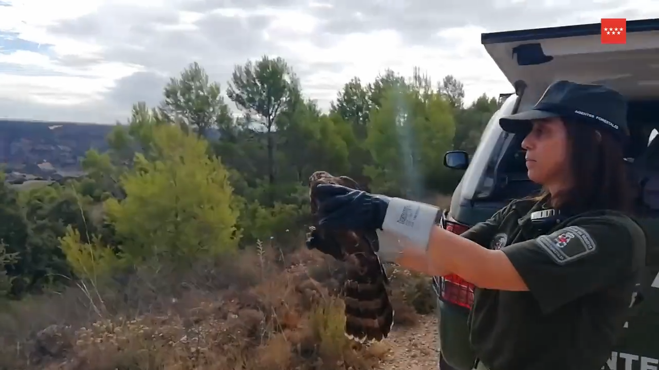 Agentes forestales liberan en Nuevo Baztán un azor que se coló en un palomar en busca de 'comida fácil'