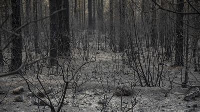 Dan por extinguido el incendio de Los Realejos de Tenerife declarado el 21 de julio