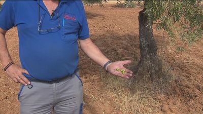 La cosecha de la aceituna de Campo Real, en peligro por la sequía