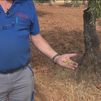 La cosecha de la aceituna de Campo Real, en peligro por la sequía