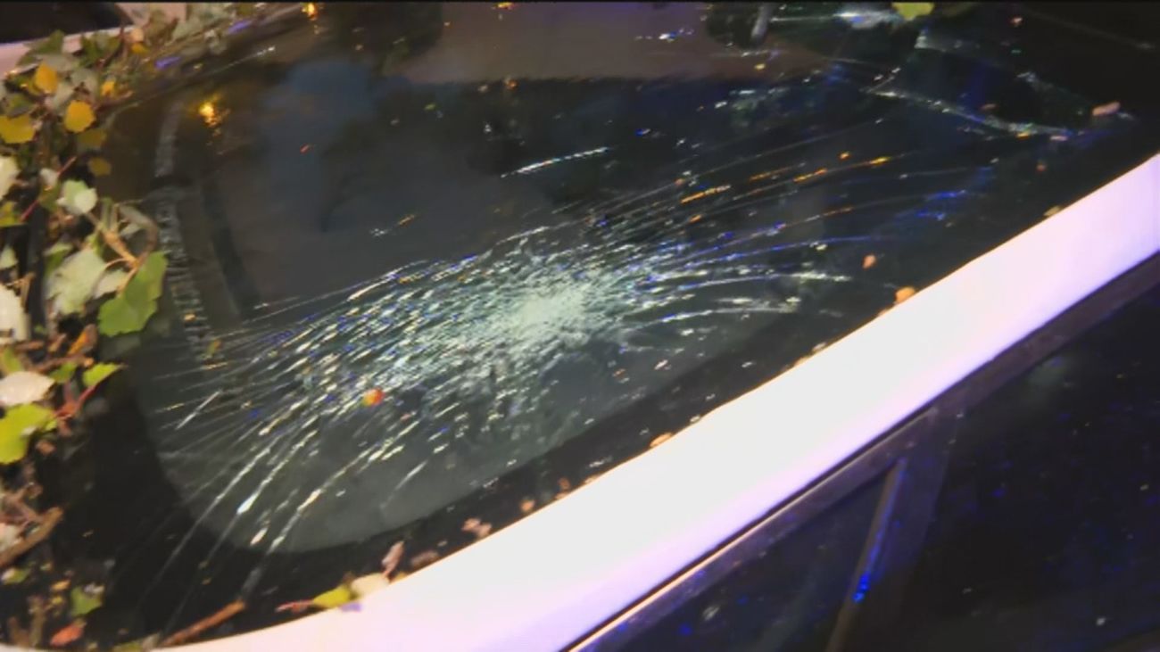 El fuerte viento derriba un árbol en Pinar de Chamartín