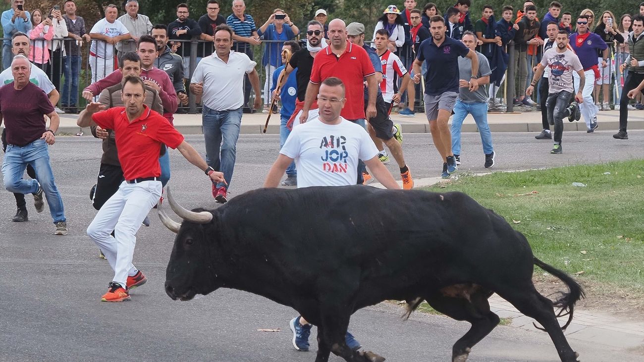 El astado 'Manjar' protagoniza un encierro del Toro de la Vega tranquilo y sin incidentes