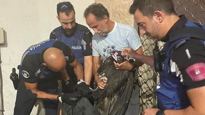 Rescatan un buitre negro desorientado en una calle de Ciudad Lineal