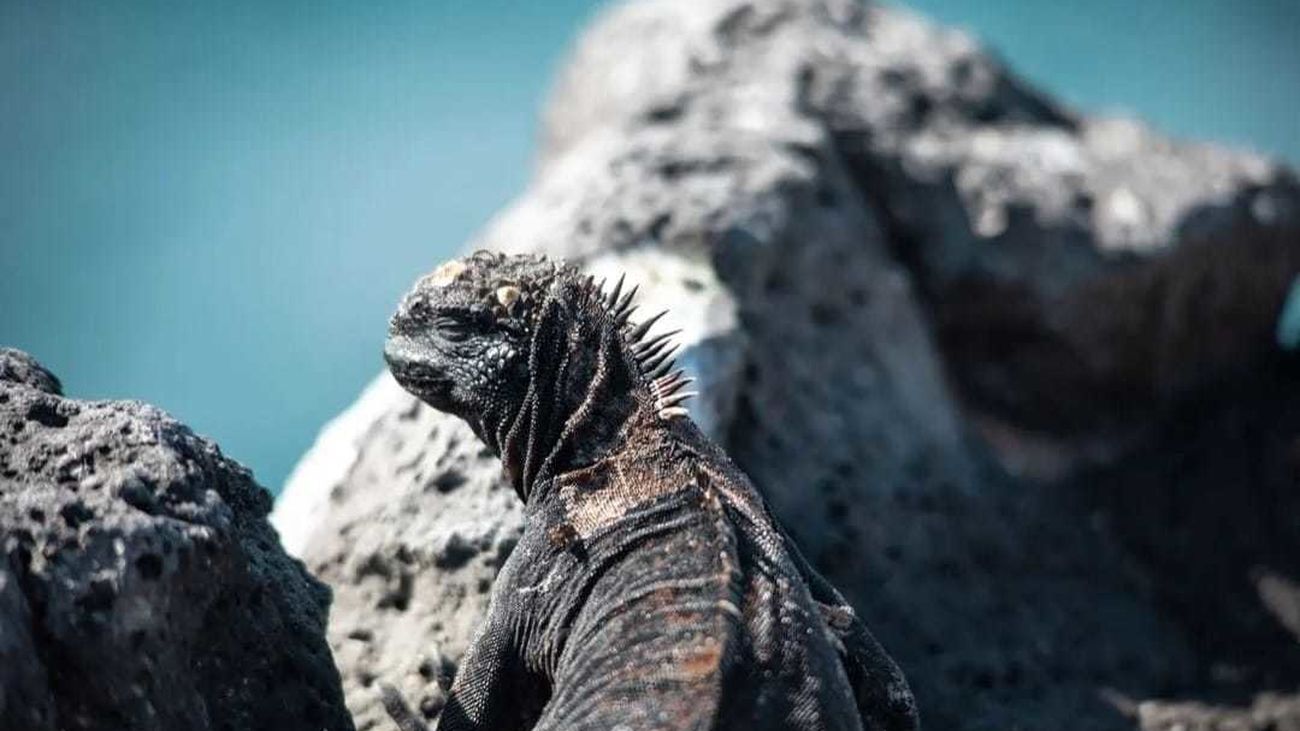 El Enfoque de Ida y Vuelta 23 -  Evolucionando en las Islas Galápagos