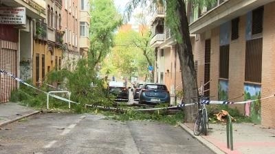 La caída de una gran rama de  un árbol corta la avenida Emperatriz Isabel