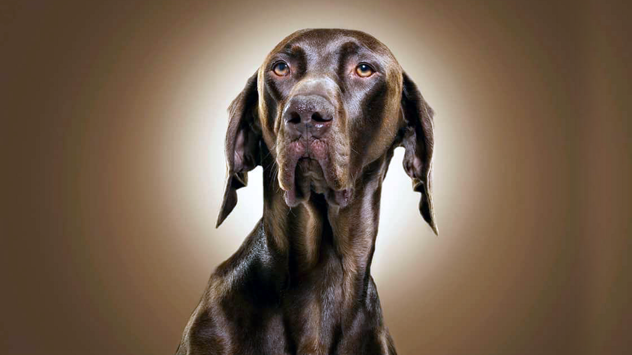 Recompensa de 5.000 euros para quien encuentre a Txoco, un perro desaparecido en Azuqueca de Henares