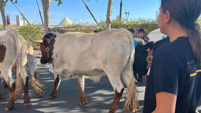 Miles de personas secundan el encierro nocturno y la bueyada por las calles de Parla