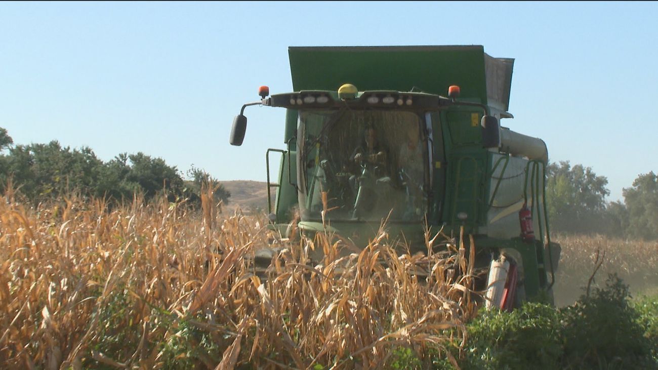 La cosecha de maíz empieza antes de tiempo y con la mitad de producción por la sequía