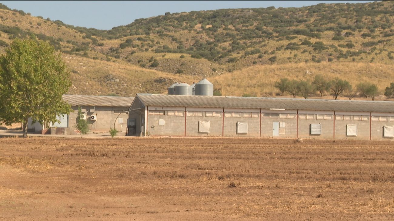 El sector ganadero alerta de que podríamos quedarnos sin carne de pollo en otoño