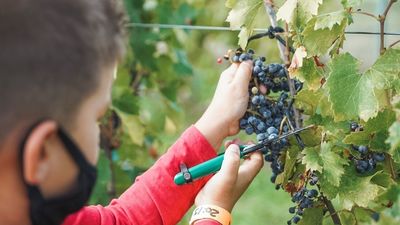 Colmenar Viejo celebra el Día de la Vendimia con alumnos de primaria y mayores de la localidad