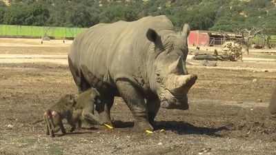 El rinoceronte, un animal en peligro de extinción