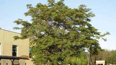 El ailanto, la planta invasora que se adueña de la Sierra de Guadarrama