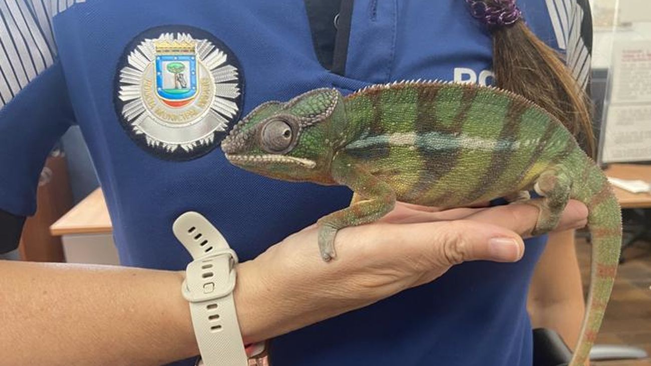 Ejemplar de camaleón recuperado por la Policía Municipal de Madrid
