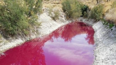 No es sangre ni pintura sino tal vez microorganismos hallados en una charca de Colmenar de Oreja