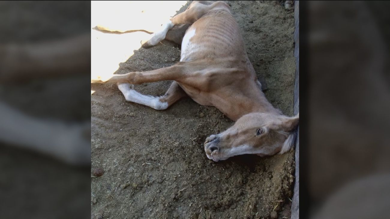 La 'hípica del horror': animales hacinados, muertos y mal nutridos