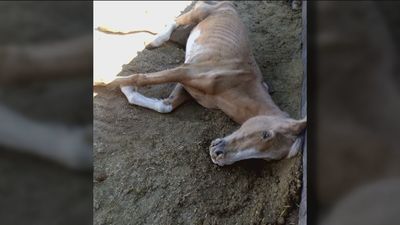 La 'hípica del horror': animales hacinados, muertos y mal nutridos