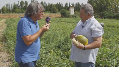 Descubrimos en Villaconejos el truco definitivo para saber cuándo un melón está bueno