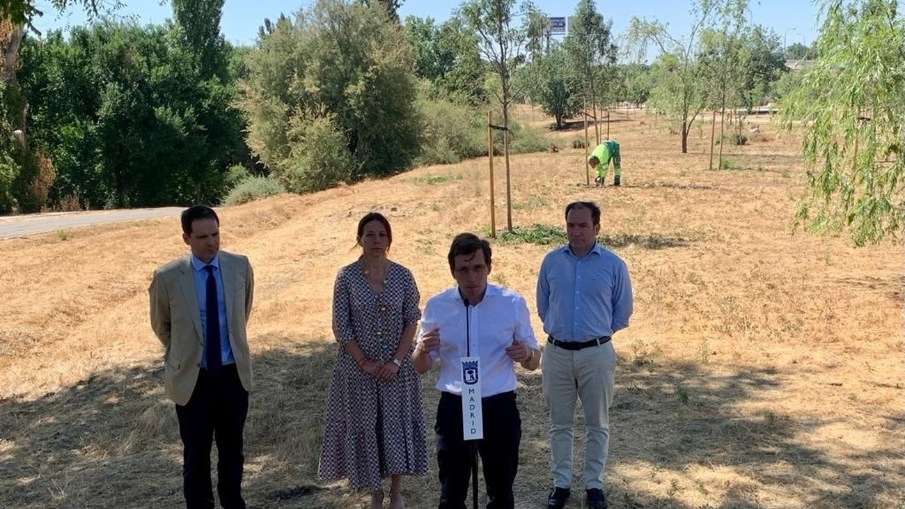 Madrid repondrá los árboles plantados tras Filomena que se secaron por calor