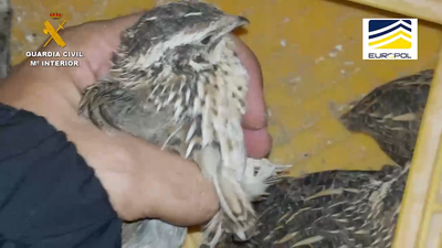 Investigadas 58 personas responsables de macrogranjas que destinaban codornices de la cadena de alimentación a cotos de caza