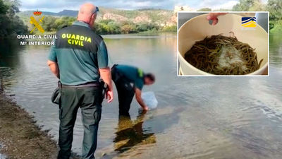 Golpe al tráfico de angulas en España: 29 detenidos y 180 kilos incautados en una macrooperación internacional