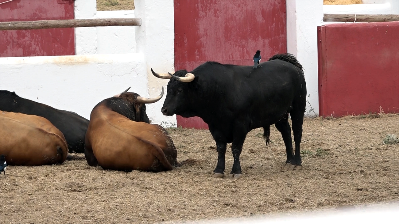 Vuelven los toros a los corrales de Casa de Campo tras 18 años