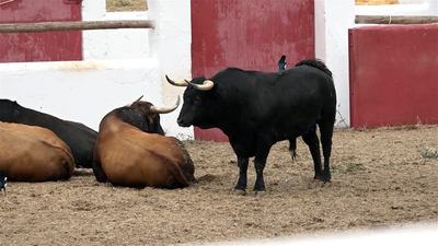 Vuelven los toros a los corrales de Casa de Campo tras 18 años