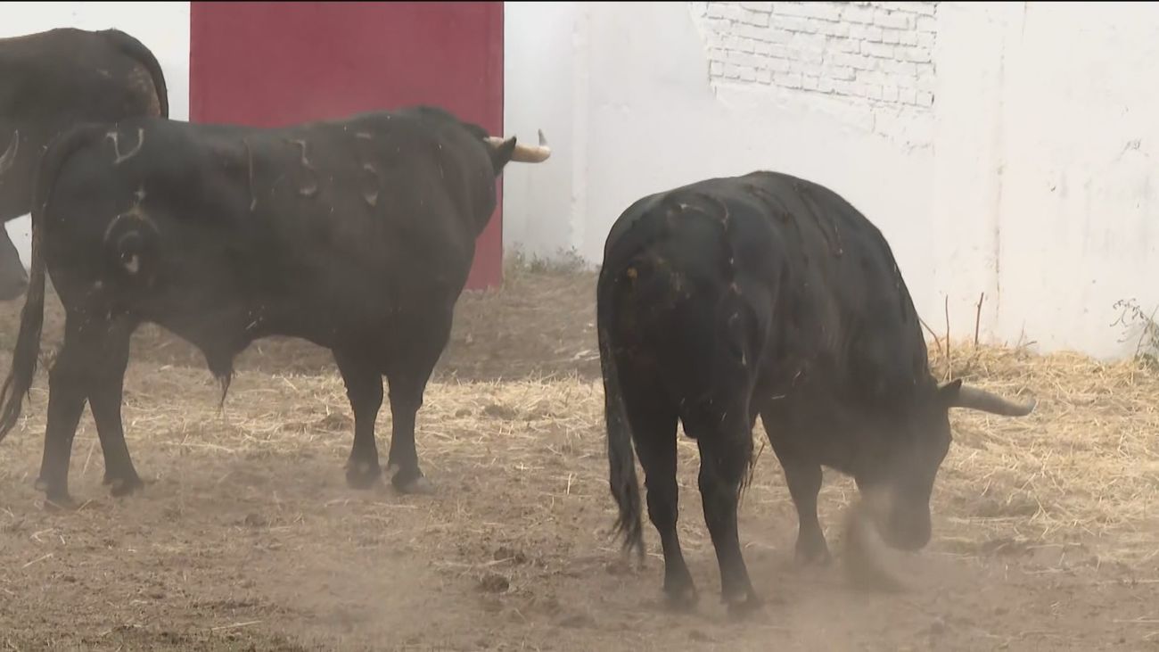 La Venta del Batán recupera la exhibición de toros que serán lidiados en Las Ventas