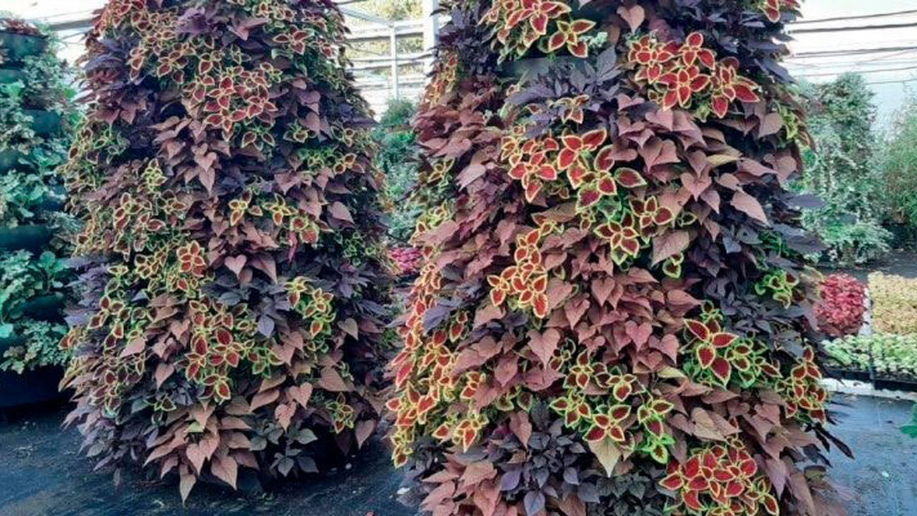 El Ayuntamiento da la bienvenida al otoño colocando 66 pirámides vegetales en varios puntos de la capital