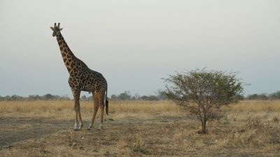 Madrileños por el mundo: Zambia