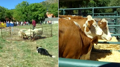 Bustarviejo celebra su X Feria del Campo con competiciones de lo más variadas