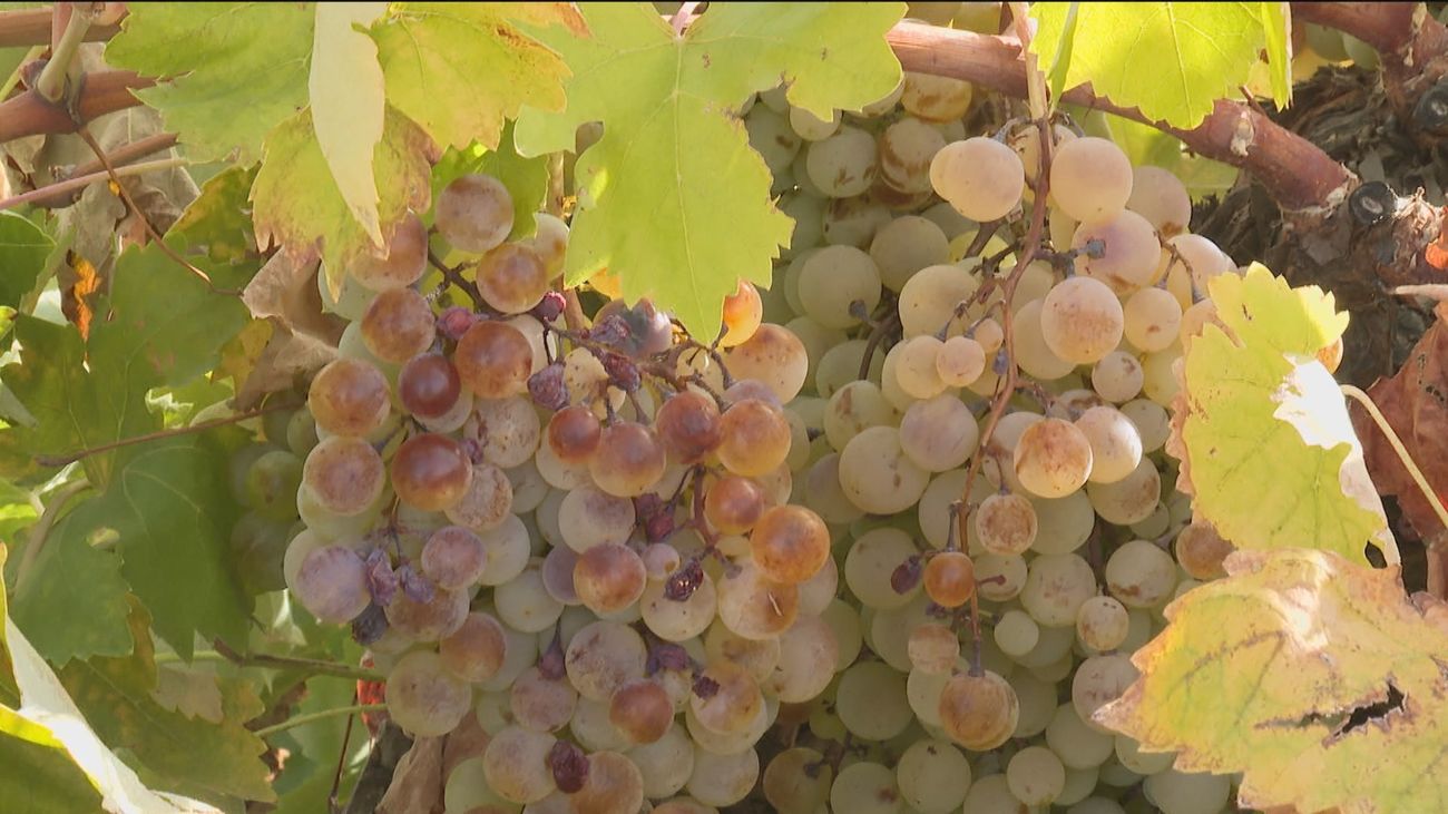 La sequía impacta de lleno en la vendimia