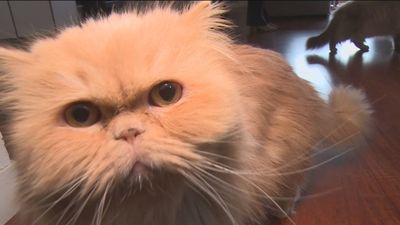 Las mascotas ya son un miembro más de las familias