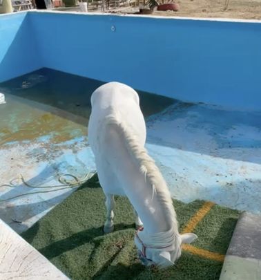 Caballo dentro de la piscina / @Parque_11