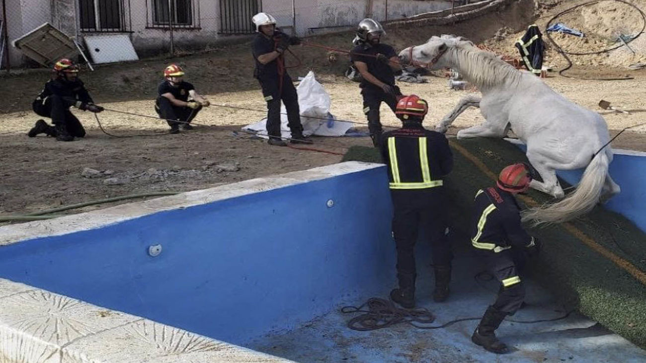 Rescatan a un caballo que había caído dentro de una piscina de El Molar