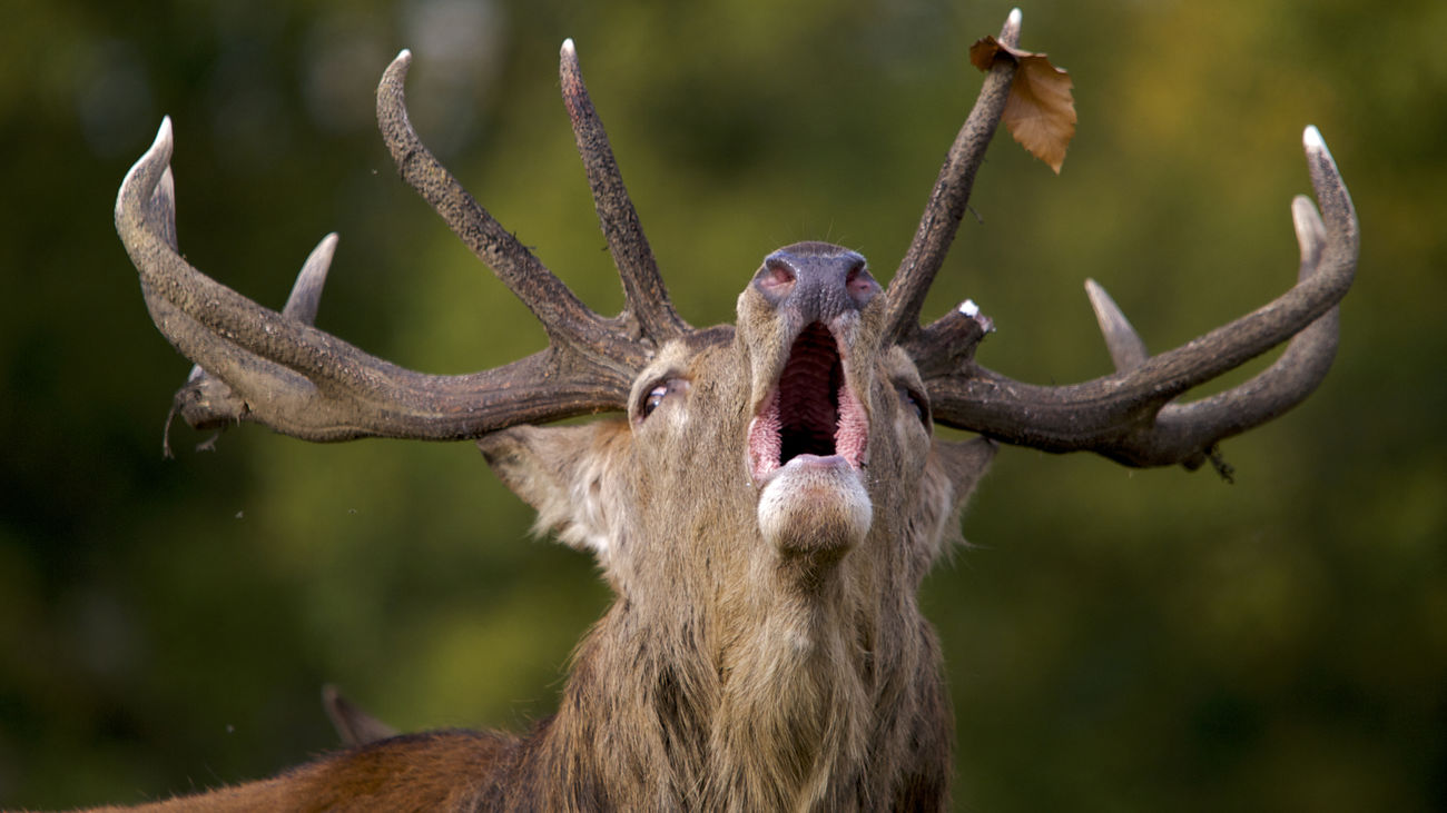 Dónde disfrutar de la Berrea sin salir de Madrid