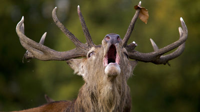 Dónde disfrutar de la Berrea sin salir de Madrid