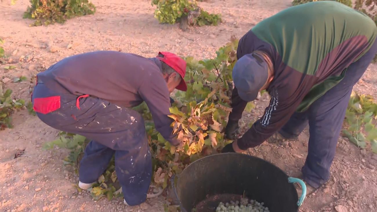 Vendimia en Villarejo con una cosecha de malvar que se prevé menor por la dureza del verano