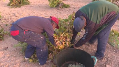 Vendimia en Villarejo con una cosecha de malvar que se prevé menor por la dureza del verano