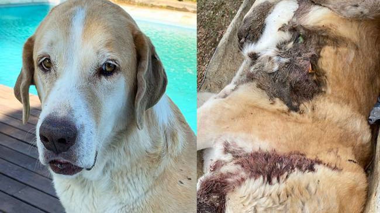 Investigan la muerte a tiros de una perra mastín en San Agustín de Guadalix